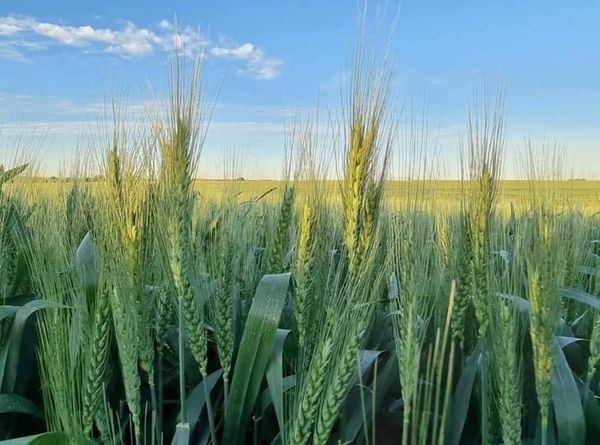 Brief reflections on South Africa's agricultural imports, with a particular focus on the wheat market