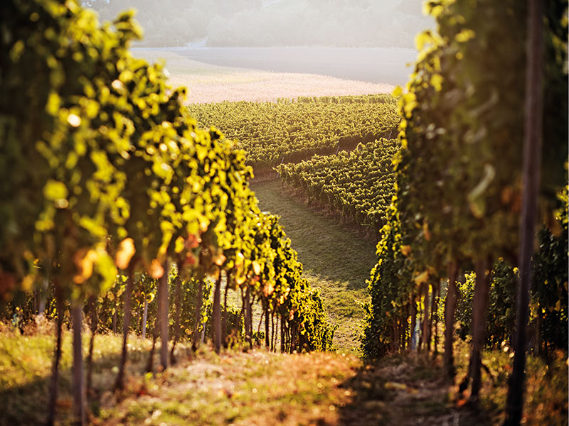 California Grape Crush Hits 30-Year Low in 2026