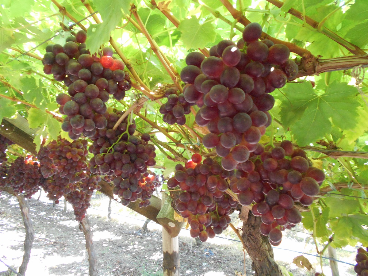 How to Grow Grapes for Profit- Commercial Grape Grower’s Essential Guide