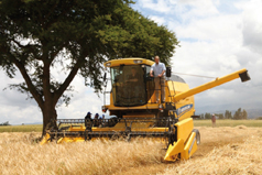 Using far less chemical fertiliser still produces high crop yields, study finds