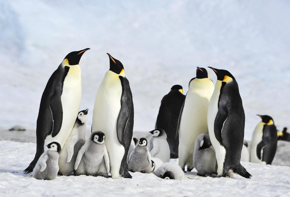 Climate Change Is Having A Huge Effect On Penguin Colonies