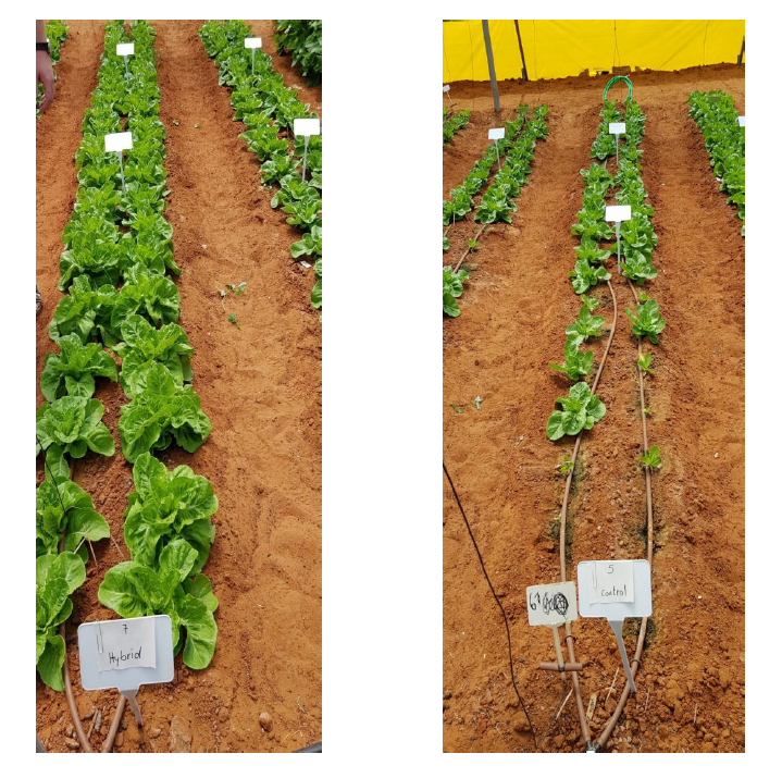 Root-zone cooling technology doubles lettuce yields, speeds growth