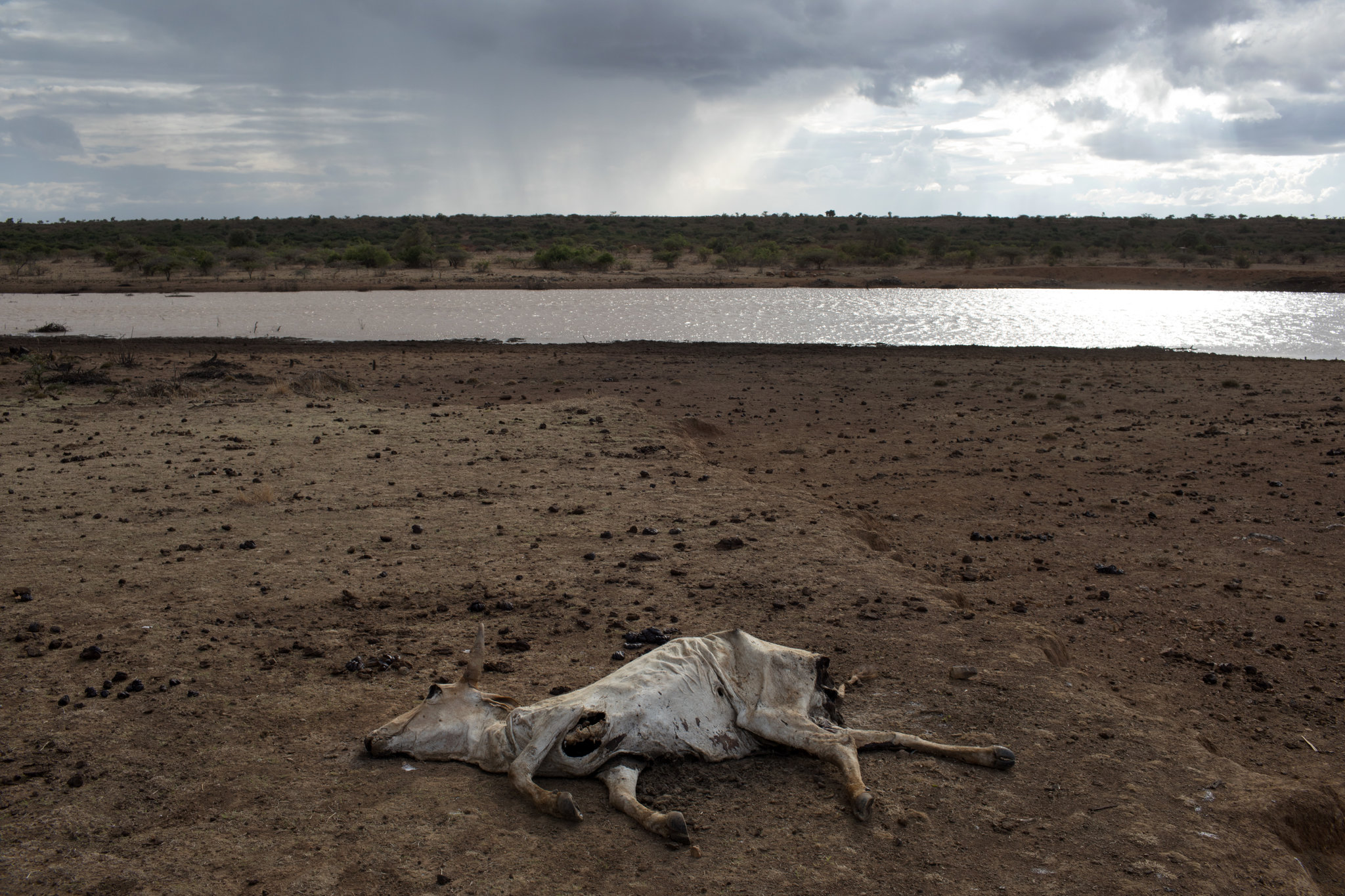 Becoming Drought Resilient: Why African Farmers Must Consider Drought Tolerant Crops