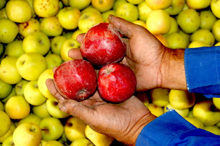 How do you get rid of fruit flies? 