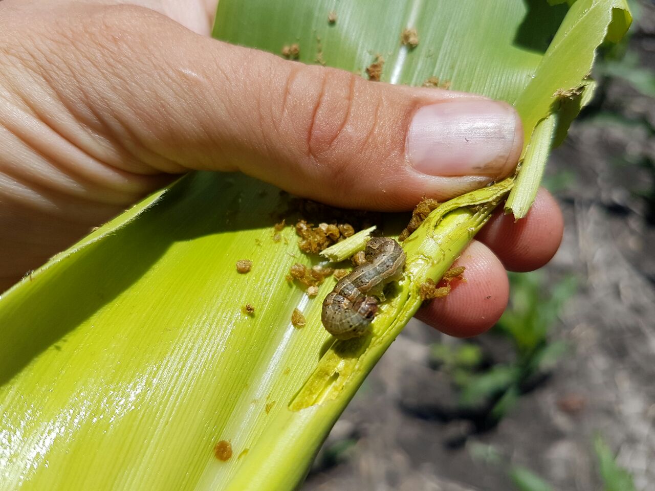 Global actions needed to combat fall armyworm