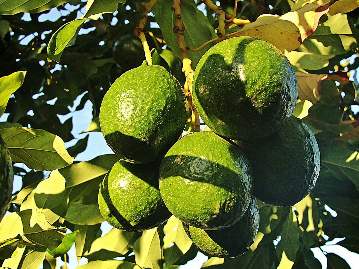 OVERVIEW GLOBAL AVOCADO MARKET- 2 