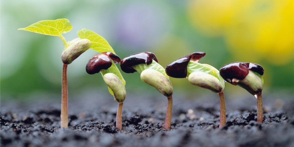 Crop rotations with legumes offer more nutritious and sustainable food production