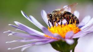 Microbe protects honey bees from poor nutrition, a significant cause of colony loss