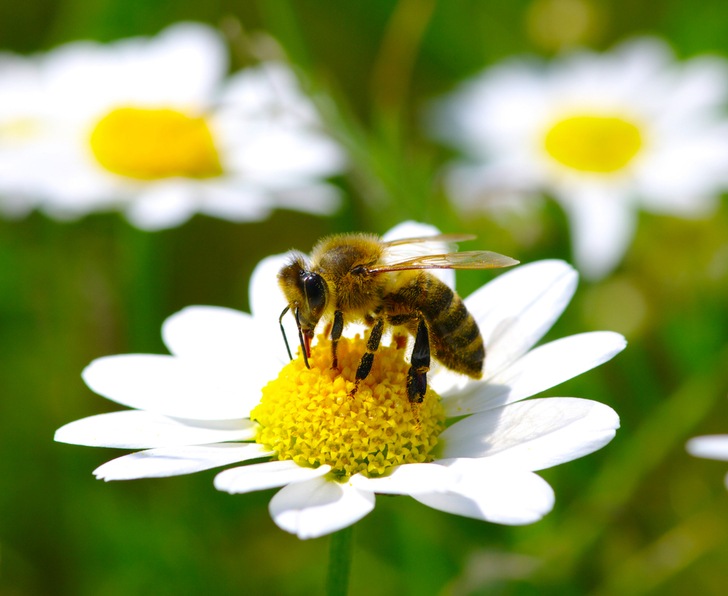 Birds versus bees: Here are the winners and losers in the great pesticide trade-off