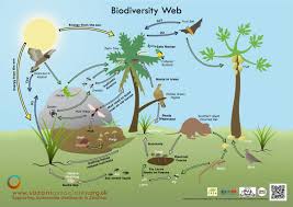 What is biodiversity and why does it matter to us?