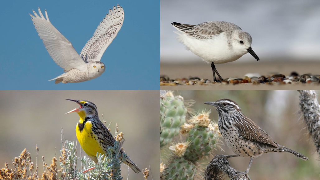 Climate change may be why birds are migrating earlier across the United States