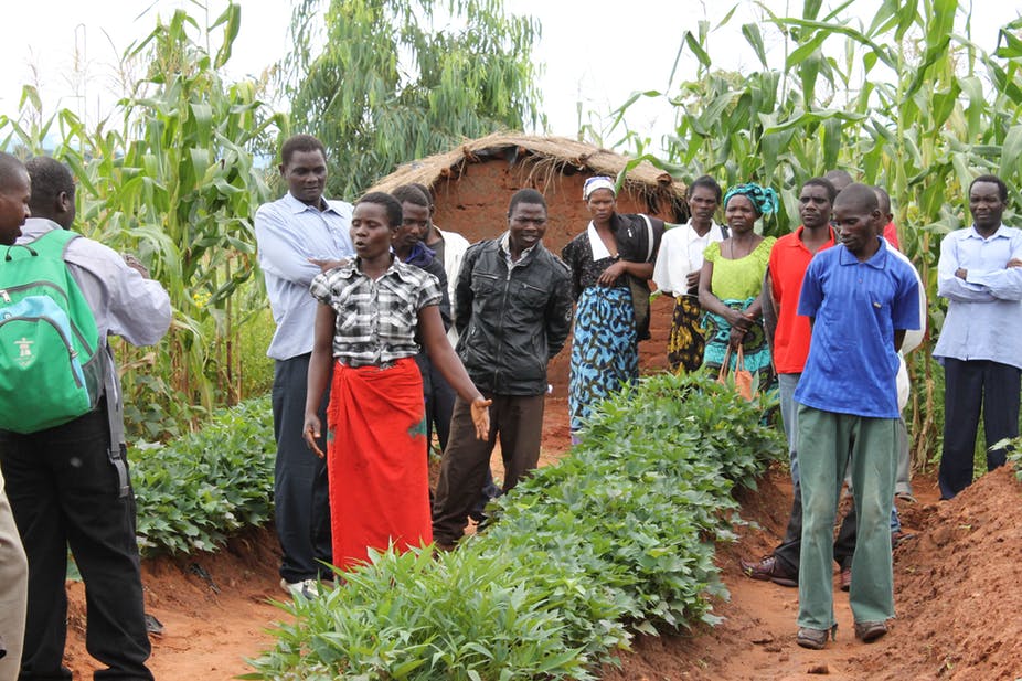 South African villagers to tap into 'superfood' baobab trend
