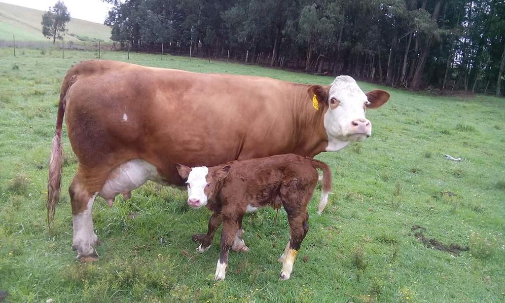 Grazing livestock can save the world- 