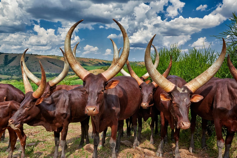 Transforming Africa’s livestock sector is key to food security