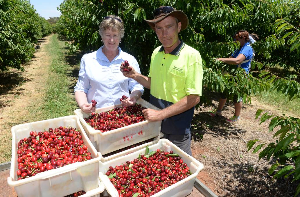 South African cherries bridge gap in UK market