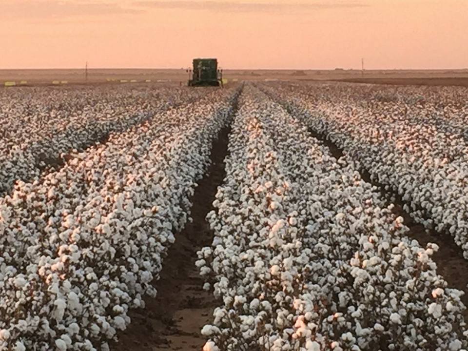 Government-funded programme unlocks R72m cotton ginnery investment- South Africa