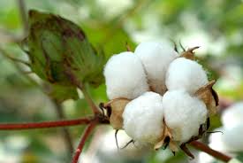 FALLING CONSUMPTION AND RISING STOCK LEVELS- South Africa- Cotton