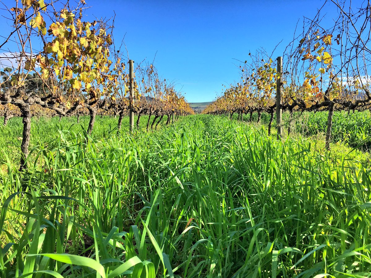 Cover crops to boost soil microbial abundance by 27%