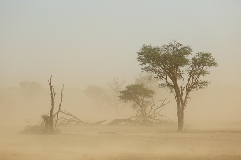 Forests and farms impact rain differently : a European perspective