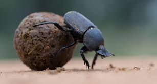 Food safety: Dung beetles and soil bacteria reduce risk of human pathogens