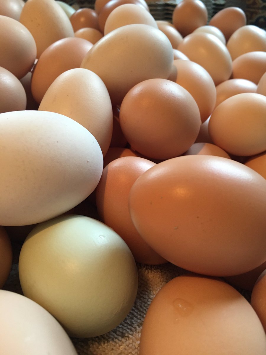 Russian egg industry struggles