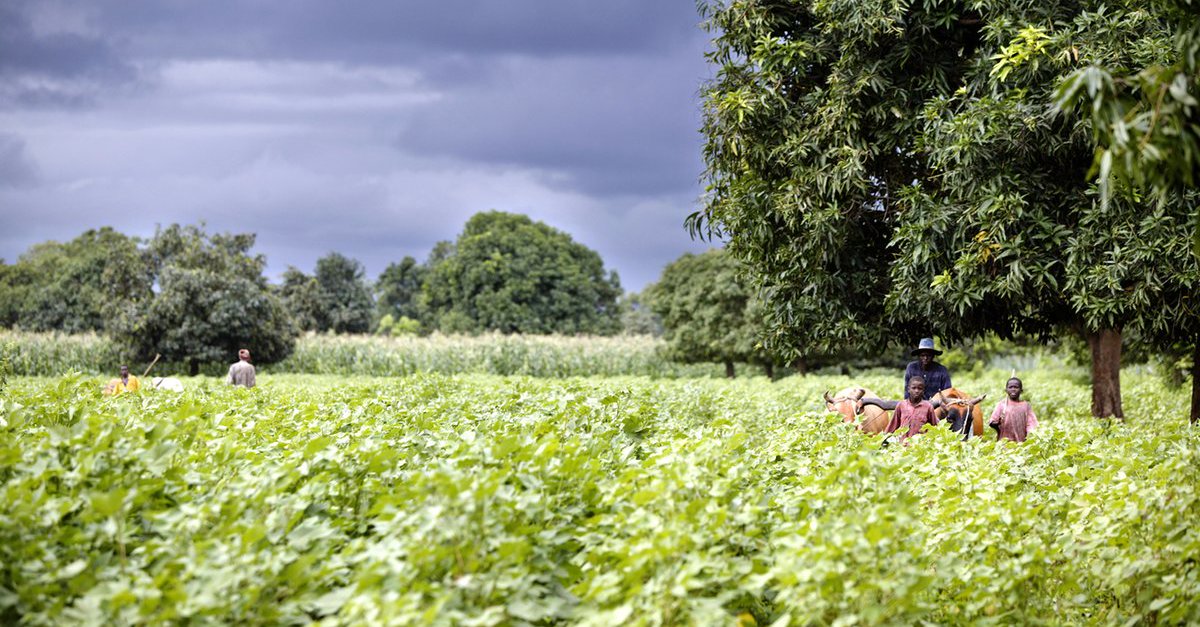 Scientists say a One Health approach to plant health is vital to achieving sustainable global food security