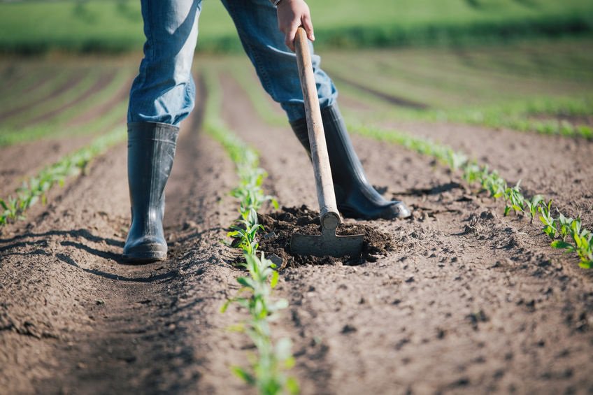 Transforming food systems: how a flexitarian diet can combat climate change and boost health