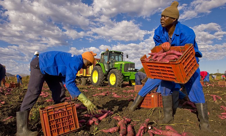 South Africa's jobs catastrophe-