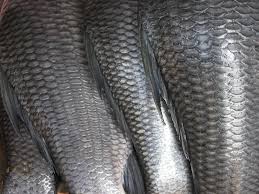 Nano Generator Powered by Fish Scales 