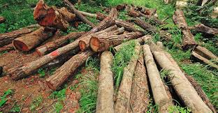 Cargill pledges to stop forest to farmland conversions, but no results yet for the Cerrado