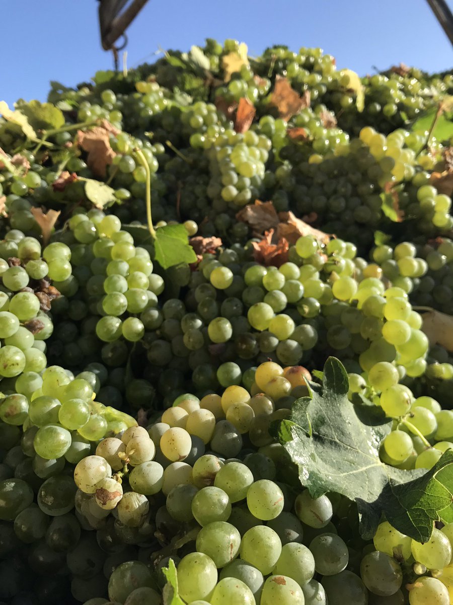 4% increase expected in global table grape production- 