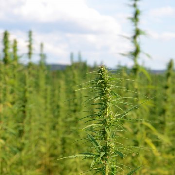 Hemp can play an important role in dealing with climate change and pollution