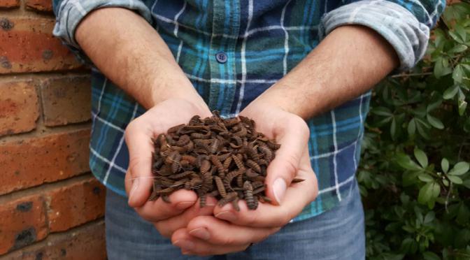 World Food Day: Insects could play a vital role in fighting hunger globally