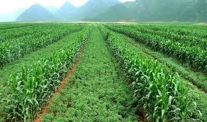 Intercropping can significantly increase yields in agriculture while reducing the use of fertilisers