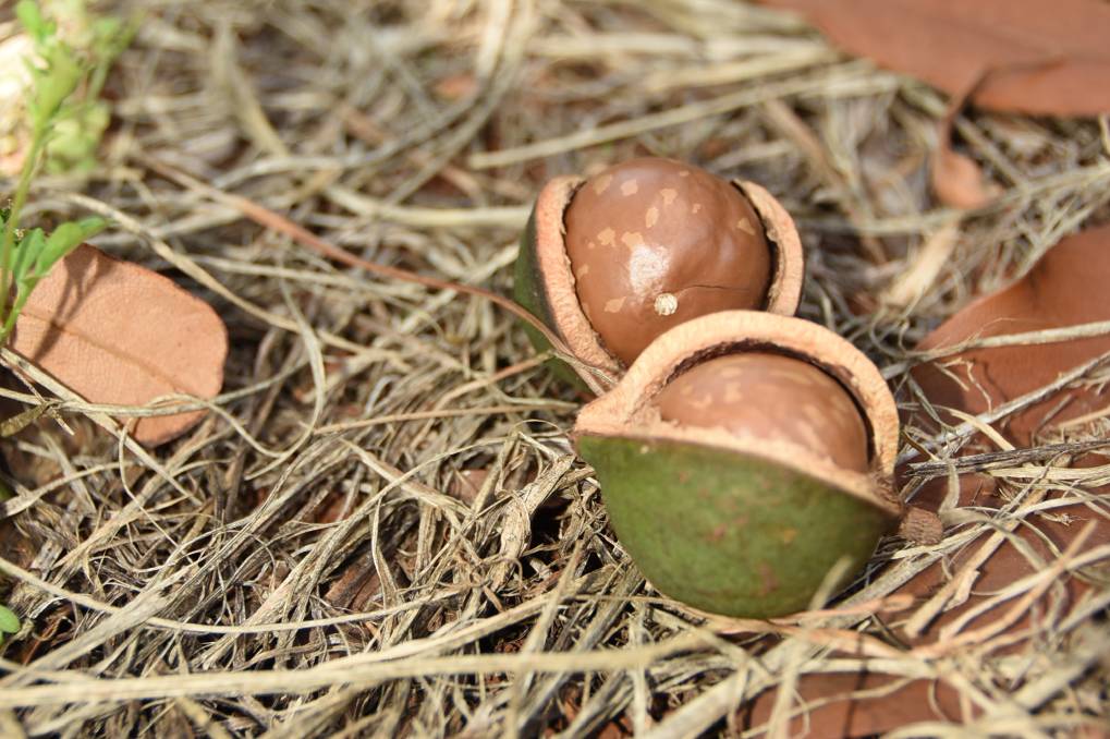 Macadamia industry crop outlook 2019- South Africa 