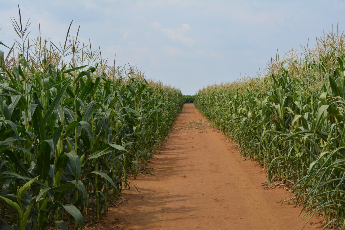 Tracking the Spread of Tar Spot on Corn in the U.S.