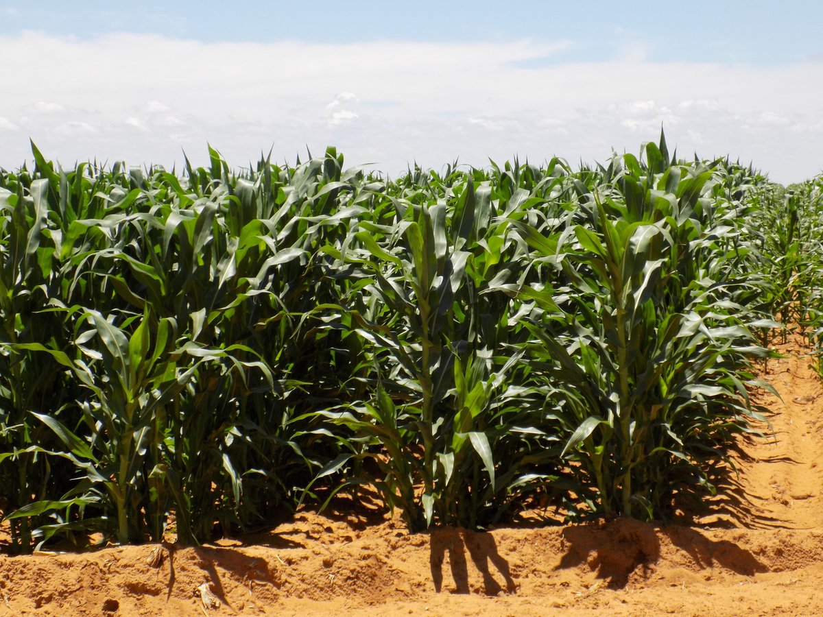 A positive start to the 2023/24 summer crop production season- South Africa