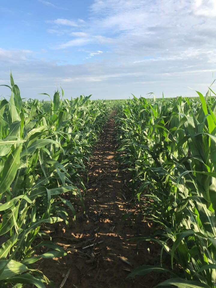 Why African Farmers Must Consider Drought Tolerant Crops