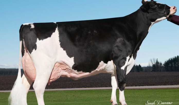 Udder health: The type of somatic cells is key