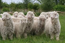  First mohair sale will kick off on the 19th of May 2020. South Africa