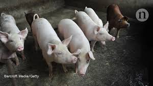 Foot-and-Mouth Disease (FMD)