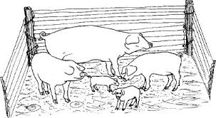 185 Uses For A Pig Including The Regenerating of Human Body Parts