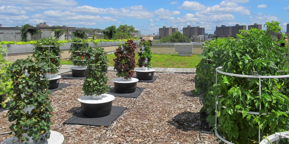 WHY ROOFTOP FARMING IS THE BEST SOLUTION FOR SMART URBAN AGRICULTURE