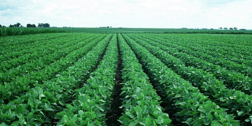 Trials show drones increase soybean yields by 2.6%