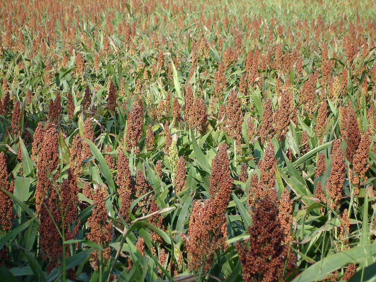 Sorghum: Africa’s untapped commercial agricultural potential