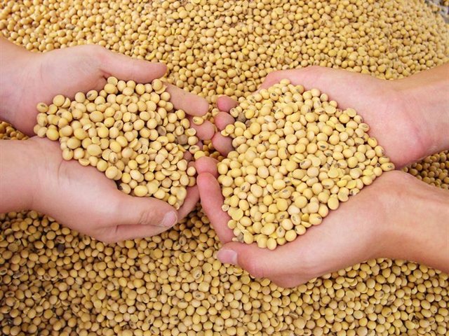 US-China soybean brinkmanship has echoes of the past