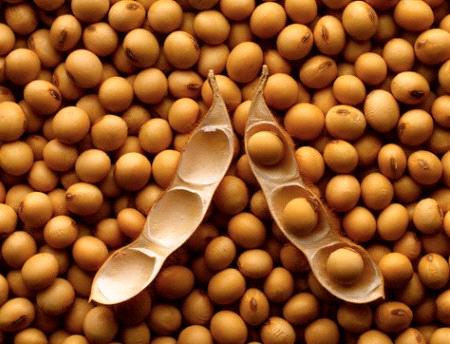 Trade Gap Hits Six-Month High as Soybean Exports Plunge 28%- USA