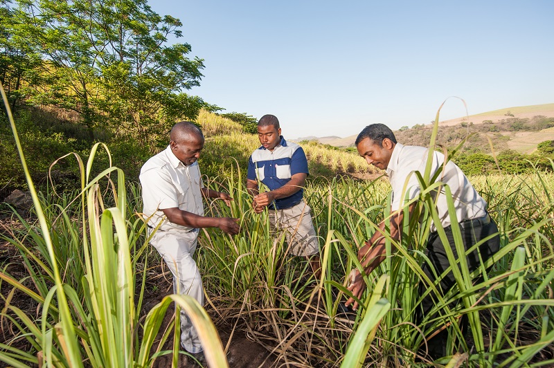 Silicon is used in construction, microchips and more – ‘green’ methods could help extract it from sugarcane waste