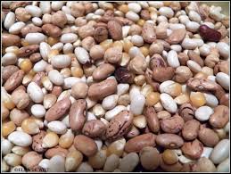 Suikerbone - alternatiewe gewas vir hierdie seisoen- Suid Afrika 