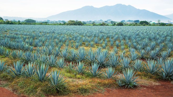 What's the Difference between Tequila and Mezcal?